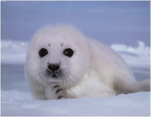 Seal (Baby)