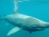 basking shark