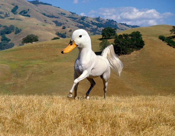 Duck Horse Photoshop