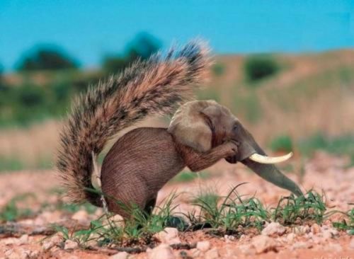 Elephant Squirrel Photoshop