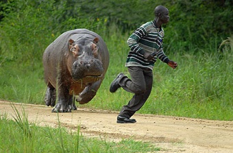Hippo chasing boy