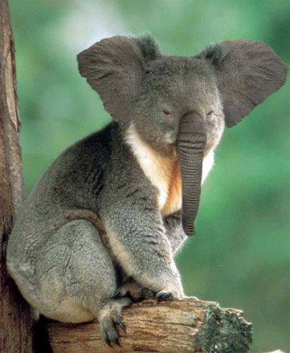 Koala Elephant Photoshop