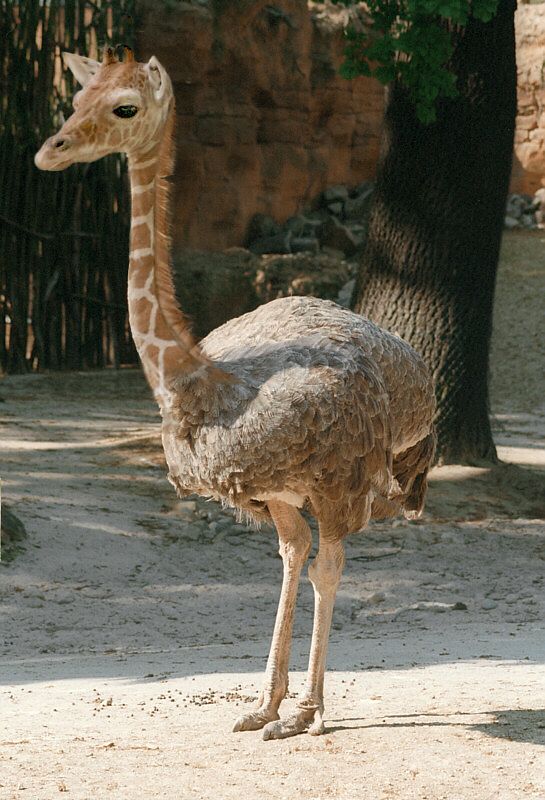 Ostrich Giraffe Photoshop