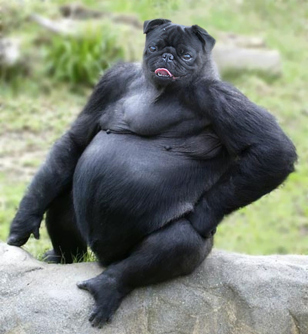 Pug Gorilla Photoshopped