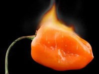 hot habanero