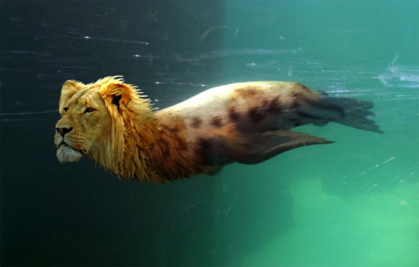Sea Lion Lion Photoshop