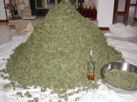 Weed Mountain
